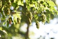 Japanese hornbeam fruits bracts .