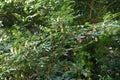 Japanese hornbeam fruits bracts .