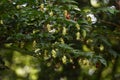 Japanese hornbeam fruits