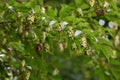 Japanese hornbeam fruits