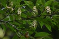 Japanese hornbeam fruits