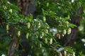 Japanese hornbeam fruits