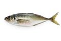 Japanese horse mackerel Royalty Free Stock Photo