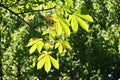 Japanese horsechestnut ( Aesculus turbinata ) tree. Royalty Free Stock Photo