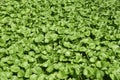 Japanese horseradish Wasabi field Royalty Free Stock Photo