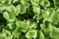 Japanese horseradish Wasabi field Royalty Free Stock Photo