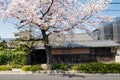 Japanese house with white cherry blossom Royalty Free Stock Photo