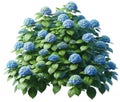 Japanese hydrangea blue flower isolated on a white background. Generative AI