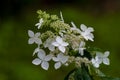 Japanese Hydrangea (Hydrangea petiolaris). Inflorescence Closeup Climbing Royalty Free Stock Photo
