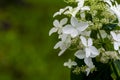 Japanese Hydrangea (Hydrangea petiolaris). Inflorescence Closeup Climbing Royalty Free Stock Photo