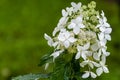 Japanese Hydrangea (Hydrangea petiolaris). Inflorescence Closeup Climbing Royalty Free Stock Photo