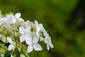 Japanese Hydrangea (Hydrangea petiolaris). Inflorescence Closeup Climbing Royalty Free Stock Photo