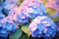 Japanese Hydrangea rainy season in summer. After rain. A garden full of blooming Ajisai in the middle of mountain