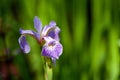 Japanese iris, Iris ensata Royalty Free Stock Photo