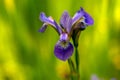 Japanese iris, Iris ensata Royalty Free Stock Photo