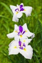 Japanese iris flowers Royalty Free Stock Photo