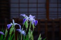 Japanese iris flowers, Kakitubata Orizuru , Japan Royalty Free Stock Photo