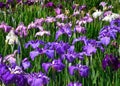 Japanese iris garden, Kyoto Japan. Royalty Free Stock Photo