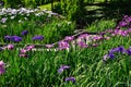 Japanese iris garden, Kyoto Japan. Royalty Free Stock Photo