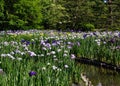 Japanese iris garden, Kyoto Japan. Royalty Free Stock Photo