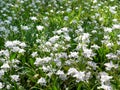 Japanese iris in imperial palace`s east garden at tokyo Royalty Free Stock Photo