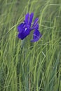 Japanese iris (Iris laevigata) Royalty Free Stock Photo