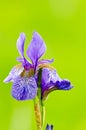 Japanese iris or Siberian iris Royalty Free Stock Photo
