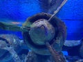 A Japanese Jake seaplane on the seafloor of Palaus lagoon