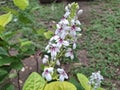 Japanese jasmine flower or pseuderanthemum reticulatum Royalty Free Stock Photo