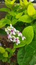 Japanese jasmine is a type of jasmine flower that is widely used as an ornamental plant