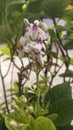 Japanese jasmine & x28;Pseuderanthemum reticulatum or Pseuderanthemum maculatum& x29; Royalty Free Stock Photo