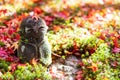 Japanese Jizo sculpture doll with falling Red Maple leaf in Japanese Garden at Enkoji Temple, Kyoto, Japan. Landmark and famous in