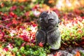 Japanese Jizo sculpture doll with falling Red Maple leaf in Japanese Garden at Enkoji Temple, Kyoto, Japan. Landmark and famous in