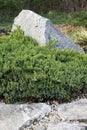 Japanese juniper, Juniperus procumbens Royalty Free Stock Photo