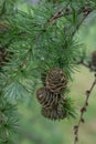 Japanese Karamatsu larch Larix kaempferi, needle-like leaves and cones Royalty Free Stock Photo