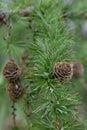 Japanese Karamatsu larch Larix kaempferi, needle-like leaves and a seed cone