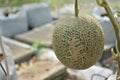 Japanese Kimochi sweet melon with chinese alphabet.
