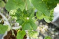 Japanese Kimochi sweet melon's leave without calcium and boron.