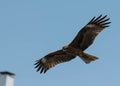 Japanese black eared kite flying.