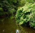 Japanese knotweed Royalty Free Stock Photo