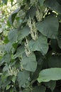 Japanese Knotweed Royalty Free Stock Photo