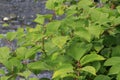 Japanese knotweed Fallopia japonica close-up growing in the UK. Royalty Free Stock Photo