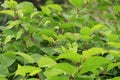 Japanese knotweed Fallopia japonica close-up growing in the UK Royalty Free Stock Photo