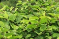 Japanese knotweed Fallopia japonica growing in the UK. Royalty Free Stock Photo