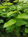 Japanese knotweed  Fallopia japonica Royalty Free Stock Photo