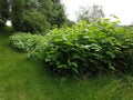 Japanese knotweed Fallopia japonica