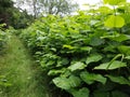 Japanese knotweed  Fallopia japonica Royalty Free Stock Photo