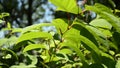 Japanese Knotweed, Fallopia japonica, invasive species