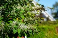 Japanese knotweed- Fallopia japonica Royalty Free Stock Photo