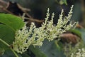 Japanese Knotweed Flowers